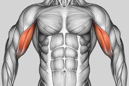 Exercise Category Muscles